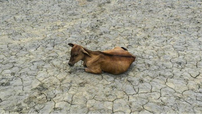 GROUND CRACKING. India has also felt the impacts of heat and drought. Photo shows a parched farm and am emaciated cow with no grass to graze due to a long dry spell. NURPHOTO