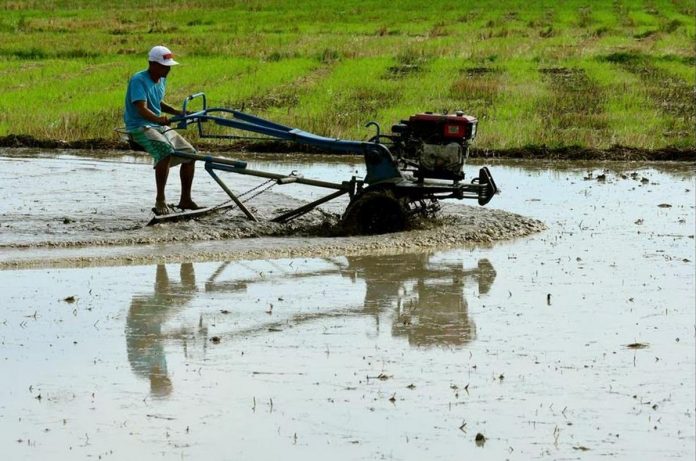 A farmer in Guimba, Nueva Ecija rides his tractor preparing a parcel of his rice field for rice seedlings. ANGIE DE SILAVA, ABS-CBN NEWS/FILE PHOTO