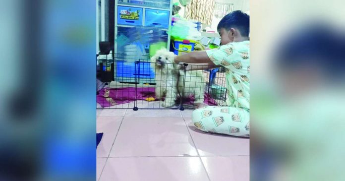 With cases of animal bites rising, the Iloilo Provincial Health Office is campaigning for responsible pet ownership. Pets must be vaccinated against rabies. They must also be leashed or placed in cages.