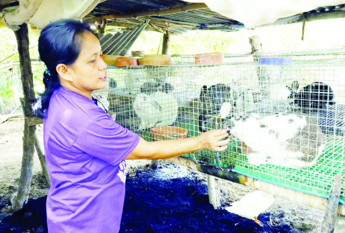 Rabbit raiser Mercy Andres-Biala shows her herds of rabbit for meat source. PHOTO COURTESY OF PCAF.DA.GOV.PH