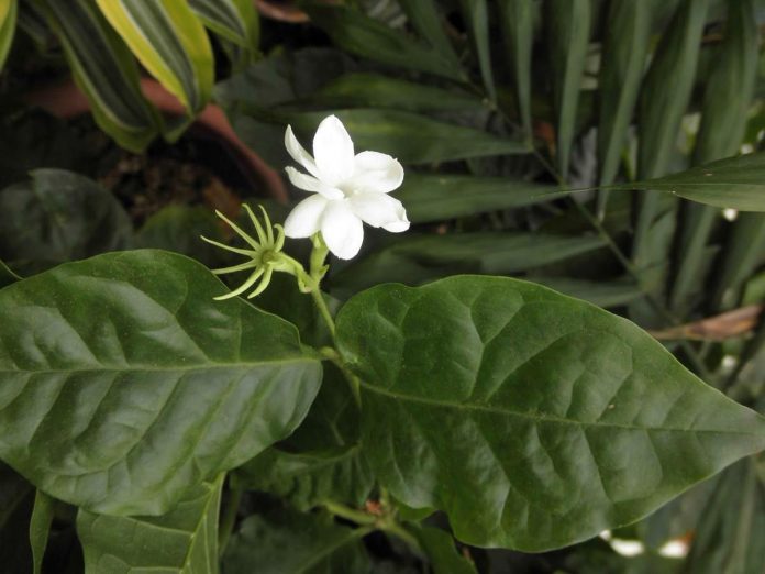 The Philippines’s national tree is the prickly narra and the national flower is the single sampaguita. WIKIPEDIA PHOTO