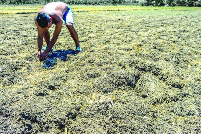 PARCHED EARTH. Water scarcity looms with the onset of the El Niño characterized by a long dry spell. Western Visayas braces for the impacts of the climate phenomenon on agriculture such as parched farms and low irrigation water supply. PN PHOTO