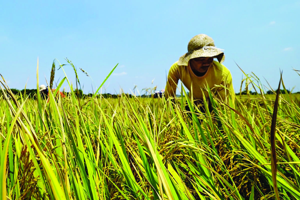 Iloilo seeks to improve rice, high-value crop production