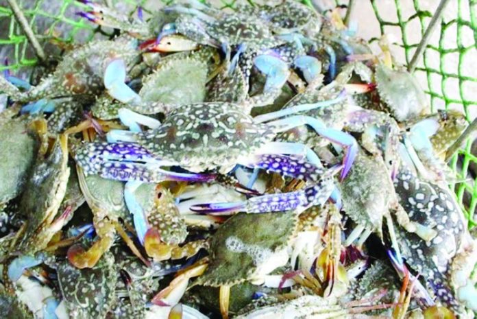 The production of blue crabs was down by 19.1% in the second quarter of 2023, data from the Philippine Statistics Authority showed. PN PHOTO