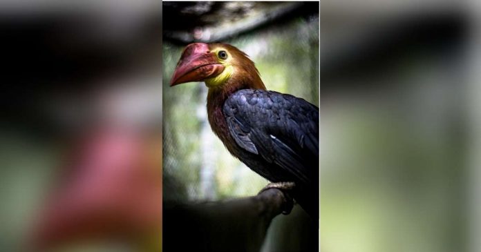 Dulungan is an endemic species of hornbill in the Philippines, specifically found only in Panay and Negros islands. JANN VINCE BARCENAL, DENR-6 PHOTO