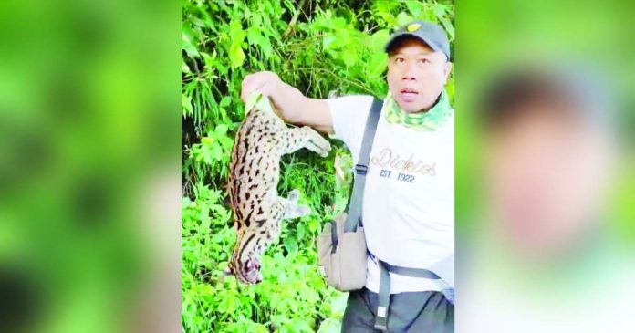 A Visayan leopard cat, considered a vulnerable species, was found dead in Laua-an, Antique on Friday, Aug. 18. Its cause of death is unknown. BISAYANG MANGUNGUMA VIA FLORD NICSON CALAWAG FB