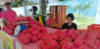 The 10-day Dragon Fruit Festival in Guimaras kicks off on Aug. 4 at the provincial capitol grounds. AJ PALCULLO/PN