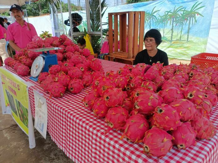 The 10-day Dragon Fruit Festival in Guimaras kicks off on Aug. 4 at the provincial capitol grounds. AJ PALCULLO/PN