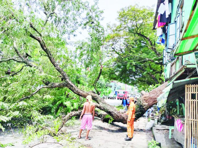 A narra tree estimated to be around 45 years old in La Paz, Iloilo City fell yesterday morning, Aug. 3. DYRI RMN ILOILO PHOTO