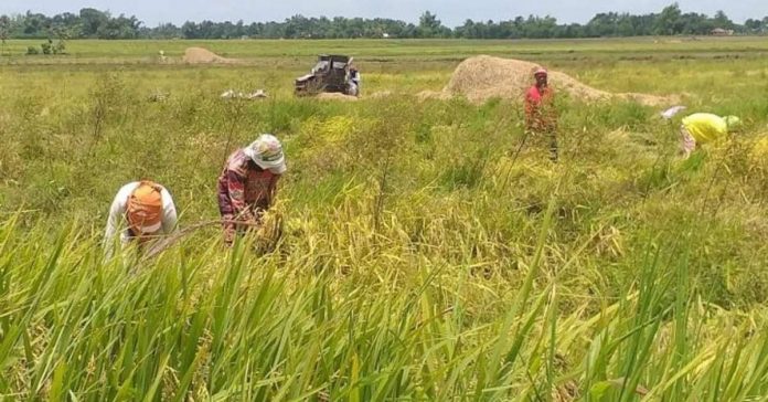 To close the supply-and-demand gap, the provincial government of Negros Occidental promotes farm-level productivity interventions through the Dagyaw Project. “Even though we started this project in September of last year only, rice production has increased significantly,” says Gov. Eugenio Jose Lacson.