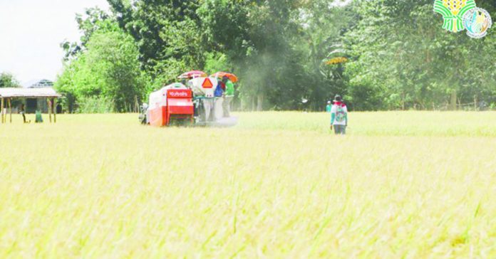 The Department of Agriculture says palay harvest, which will peak in late September to October this year, will contribute largely to the country's production in July to December pegged at about 11.5 million metric tons. DEPARTMENT OF AGRICULTURE PHOTO