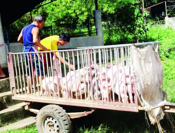 The Department of Agriculture is distributing sentinel piglets in areas where there are no more reported cases of the African Swine Fever. In Iloilo, Ajuy and Santa Barbara towns are ready for the sentinelling program. DEPARTMENT OF AGRICULTURE PHOTO