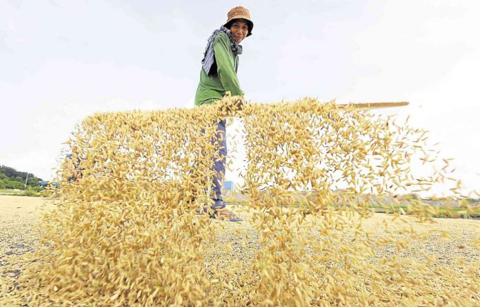 A farmer dries palay in Pulilan, Bulacan province, in a sign of good harvest amid rising prices. Government plans to import more rice are likely to harm local farmers. PHILIPPINE DAILY INQUIRER/NIÑO JESUS ORBETA