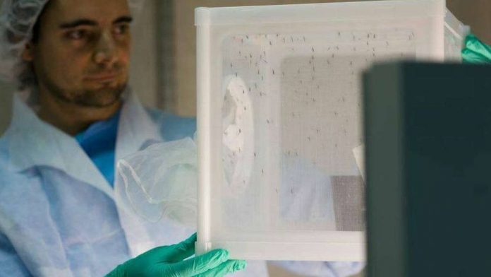 Scientists are researching ways of preventing mosquitoes spreading malaria at a laboratory in Spain. GSK