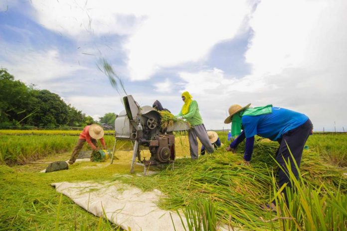 Farmers separate the palay grains from the panicles using a thresher. Nicolasito Calawag, Antique Office of the Provincial Agriculture head, said on Tuesday, Aug. 22, traders are now offering higher buying prices to farmers harvesting early. DEPARTMENT OF AGRICULTURE PHOTO