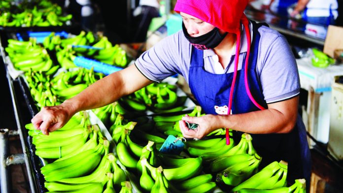 The Philippines-Korea Free Trade Agreement will level the banana playing field and make Philippine bananas more competitive in the world market, according to the Pilipino Banana Growers and Exporters Association. KIM IGNACIO/ASIA.NIKKEI.COM PHOTO