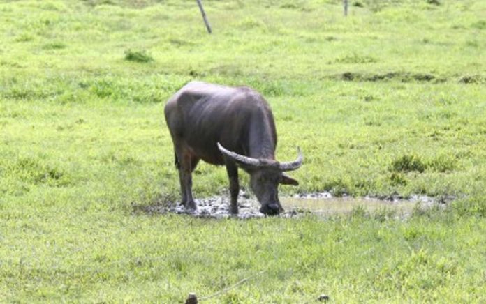 The Department of Agriculture has begun distributing several “packages” to select farmers’ cooperatives. Each “package” consists of 25 live carabaos, which can be raised and eventually use for milking. PNA FILE PHOTO BY JOEY RAZON