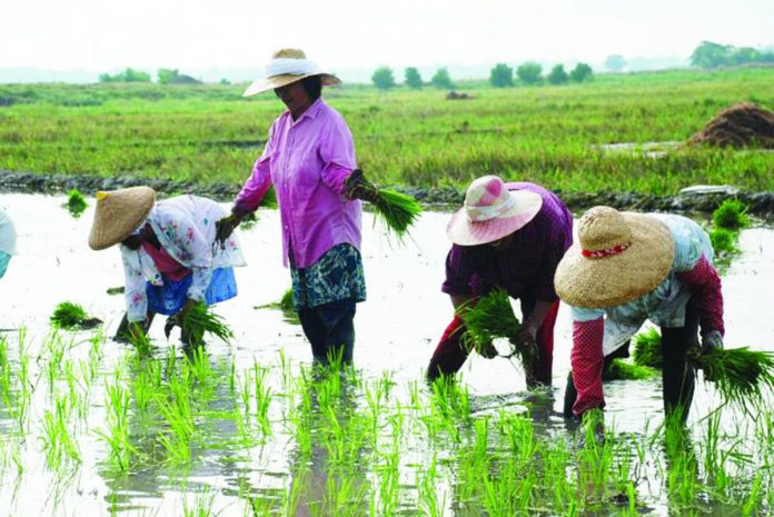 Farm lands for rice in the Philippines have shrunk by 48 percent since 1980, data from Center for Agrarian Reform and Rural Development showed. DA PHOTO