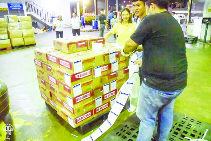 The initial shipment of 1,500 kilograms of fresh carabao mangoes from Davao to Sydney and Perth on Sept. 6 marked the first mango export from the Philippines to Australia in 10 years. DA PHOTO