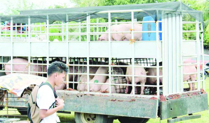 Hogs exported by Negros Occidental drop to 3,000 heads this month from around 10,000 heads in July this year. NEGROS OCCIDENTAL GOV’T PHOTO