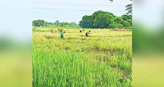 Palay harvest now starts in Iloilo province. The harvest season is expected to stabilize rice prices. DWAYNE FRANCIS MORBO FACEBOOK PHOTO