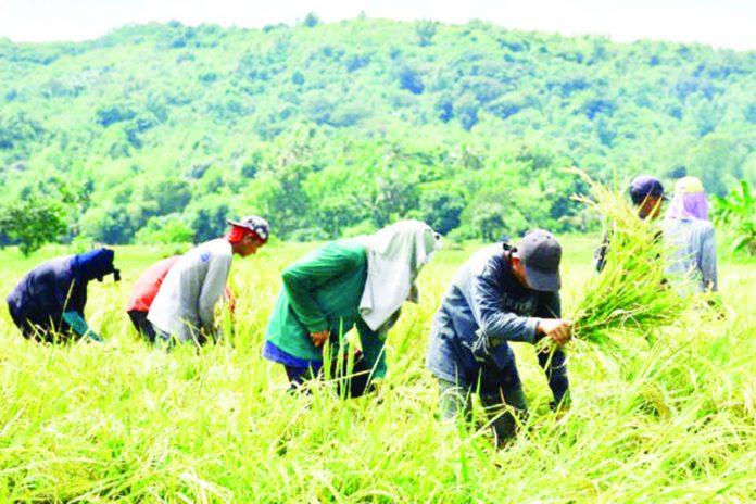 Farmers harvest rice near the highway in Barangay Pogomboa, Aguilar, Pangasinan. WILLIE LOMIBAO PHOTO