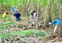 The Sugar Regulatory Administration estimated raw sugar production at 1.85 million metric tons for crop year 2023 to 2024. RAPPLER PHOTO