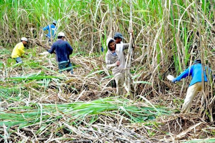 The Sugar Regulatory Administration estimated raw sugar production at 1.85 million metric tons for crop year 2023 to 2024. RAPPLER PHOTO