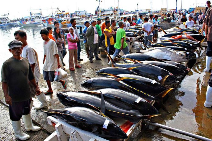 General Santos City is dubbed as the “Tuna Capital of the Philippines.” Photo shows yellow fin tuna at the city’s fish port complex. GENERAL SANTOS CITY NEWS PHOTO