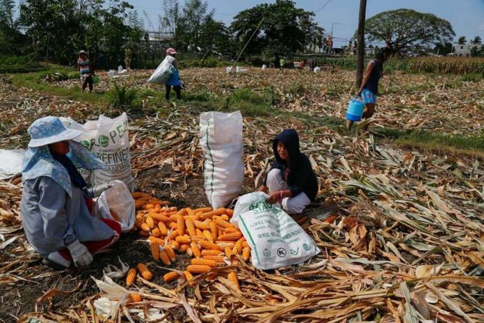 Seasonal farm worker Rosalie Gabor and her daughter Analyn harvest corn in Candon City, Ilocos Sur. JIMMY DOMINGO, ABS-CBN NEWS/FILE PHOTO