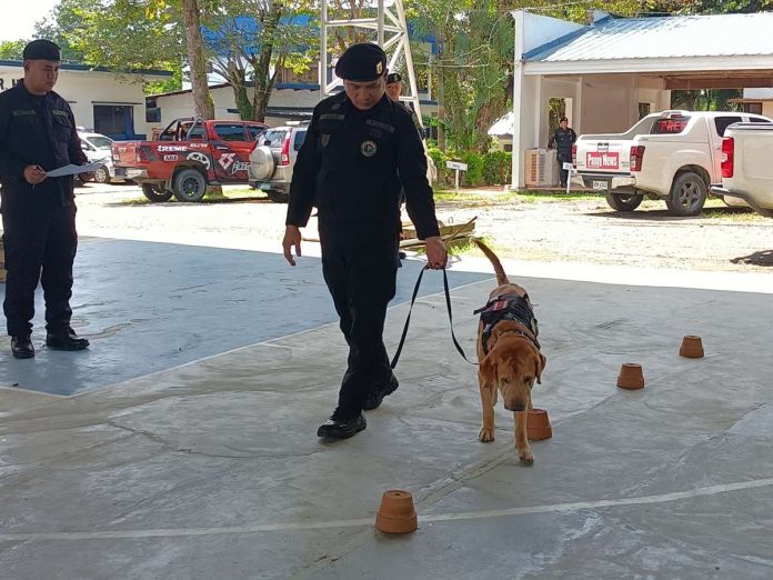 Explosive detection dogs and their handlers show off their skills during the capabilities assessment by the Police Regional Office 6’s Explosive Ordnance Disposal and Canine Group on Oct. 25 at the Iloilo Police Provincial Office in Santa Barbara, Iloilo. AJ PALCULLO/PN