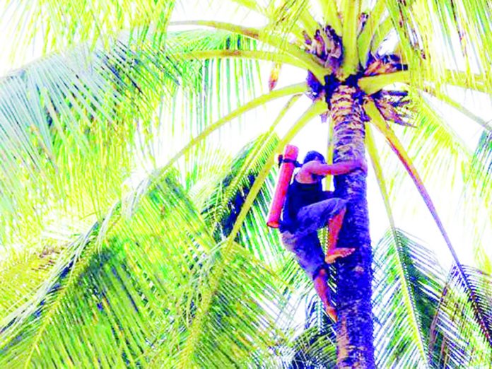 A WORKER climbs a coconut tree to collect sap for making “tuba.” The government is fully committed to planting 100 million coconut trees by 2028, according to President Ferdinand Marcos Jr. PHILIPPINE DAILY INQUIRER FILE PHOTO