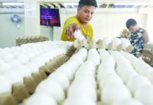 Store workers arrange trays of eggs at the Blumentritt Market in Manila. The Department of Agriculture on Friday, Oct. 6, says it sees a slight hike in egg prices and its supply at 36 million per day remains stable. PNA PHOTO BY YANCY LIM