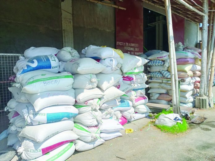 The National Food Authority-Negros Occidental has already procured about 6,000 bags of palay from local farmers. PN PHOTO