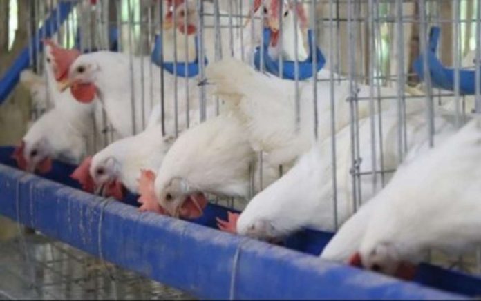 The United Broiler Raisers Association says raising chicken production abruptly is easier compared to doing the same with large animals because the turnaround period for harvesting broilers is relatively short.