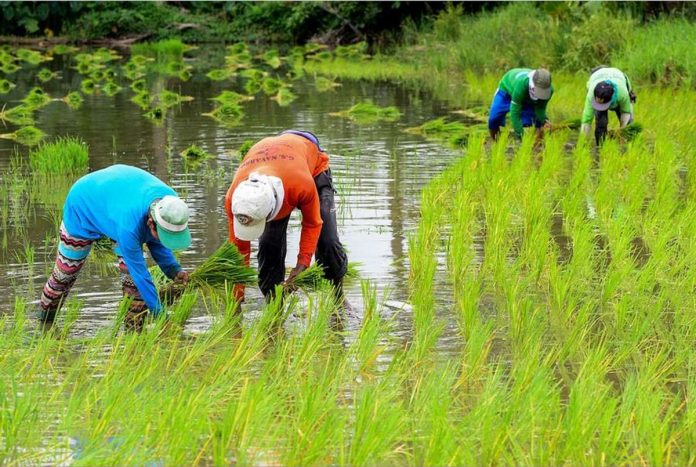 Farmers in Barangay Sumapang Matanda, Malolos, Bulacan plant seedlings in their farm lots at the start of the second planting season. MARIA TAN/ABS-CBN NEWS PHOTO