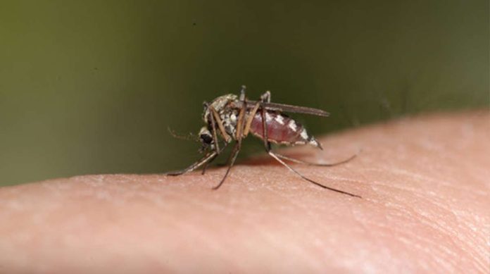 Dengue is a viral infection caused by the dengue virus, transmitted to humans through the bite of infected mosquitoes.