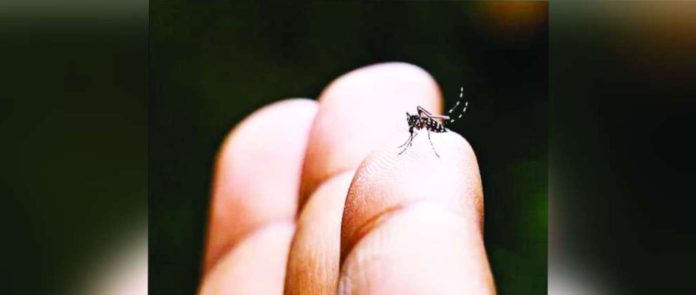 Infection with mosquito-borne chikungunya virus can lead to severe disease and prolonged health problems, particularly for older adults and individuals with underlying medical conditions. GETTY IMAGES