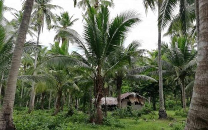 Coconut, considered the “tree of life,” has long been abundant in the Philippines. Photo shows a coconut plantation in Quezon province. PHOTO COURTESY OF PNA