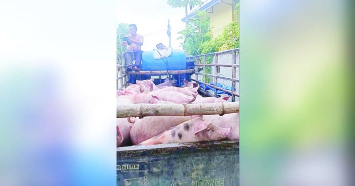 Regulating the shipment of liveweight outside Antique could prevent the shortage of pork in the province, according to Antique Provincial Veterinarian Office Public Health Division. CONTRIBUTED PHOTO