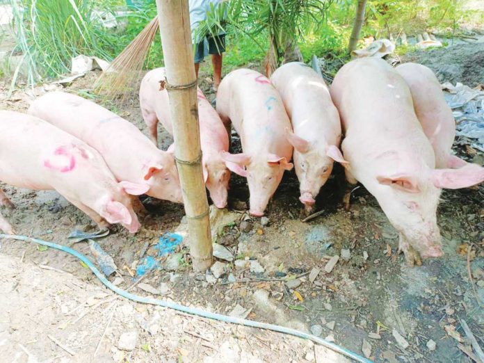 The province of Negros Occidental plans to initiate a hog repopulation program . Since April, nearly 18,000 pigs have succumbed to hog cholera and African Swine Fever in the province. Photo Credit: PNPHOTO