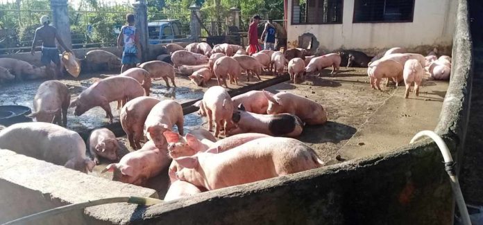 The Negros Occidental Provincial Veterinary Office says buyers from Panay Island are offering prices P20 to P30 higher in live weight hogs, necessitating local buyers to compete. CONTRIBUTED PHOTO