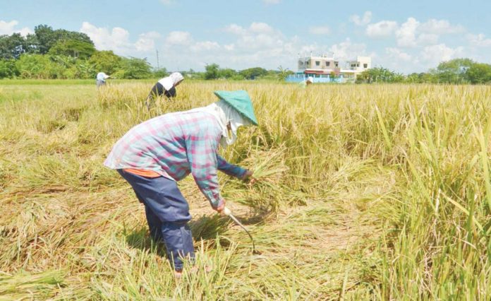 Farmers manually harvest palay in Barangay Jiba-on, Pavia, Iloilo. According to the Philippine Statistics Authority, Western Visayas’ palay production in the third quarter of this year is 14.7 percent lower than last year’s. PN FILE