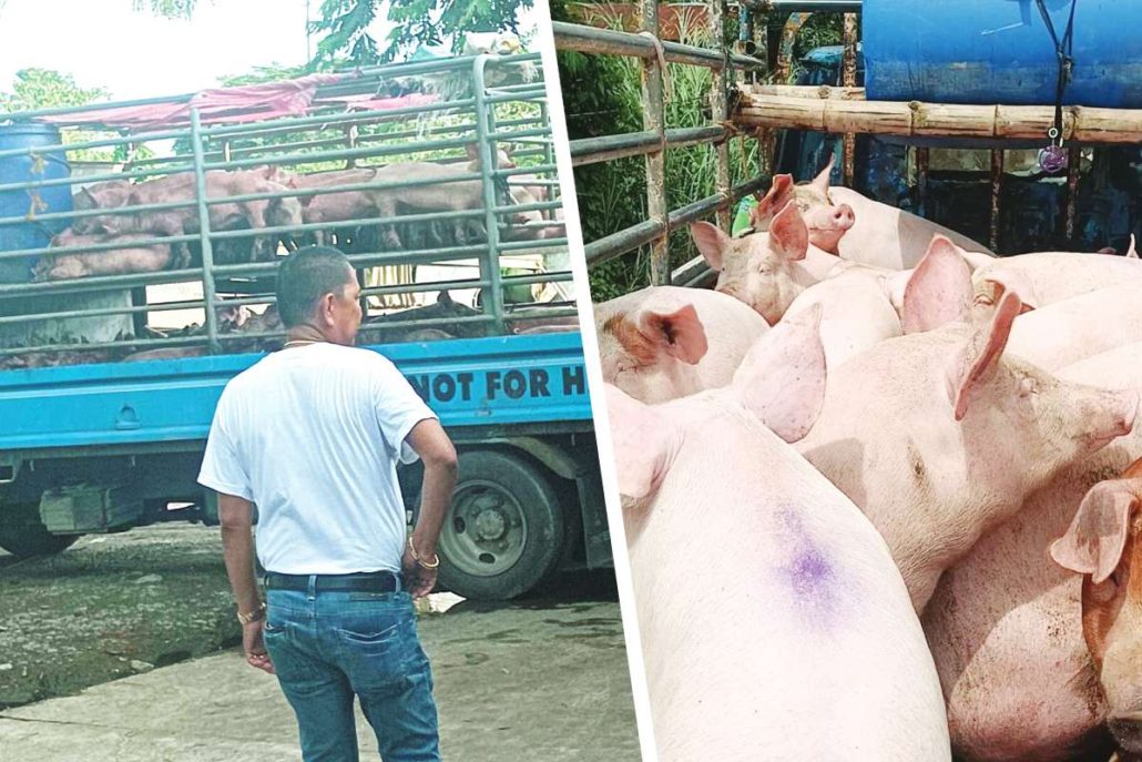 PORK SHORTAGE Supply sufficiency dips to 33.12