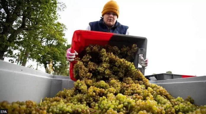 A man collects grapes for winemaking in York, United Kingdom. EPA