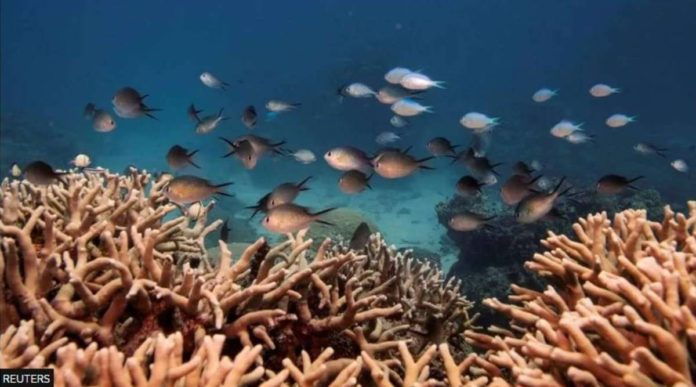 Fish and corals in the sea in Cairns, Australia. REUTERS