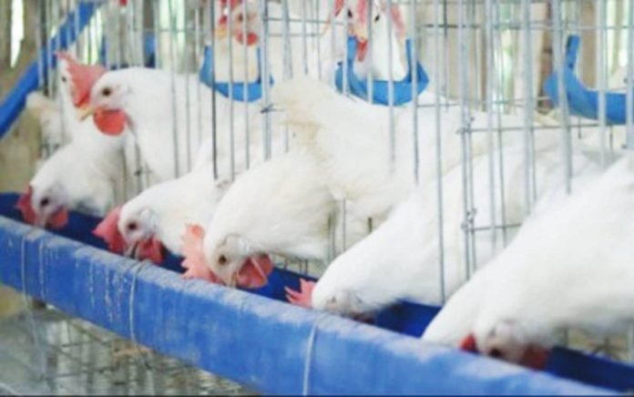 Local food producers on Thursday, Dec. 21, said consumers should buy more chicken, which is in abundant supply at lower prices, in areas were pork is harder to come by due to African Swine Fever. PNA FILE PHOTO