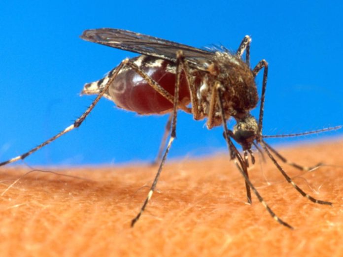 In this undated file photo provided by the USDA, an aedes aegypti mosquito is shown on human skin. Mosquito-borne chikungunya disease is not as deadly as dengue but both illnesses manifest similar symptoms: fever, rashes, headache, nausea, fatigue, and acute and long-term arthritis in several joints. INQUIRER FILES