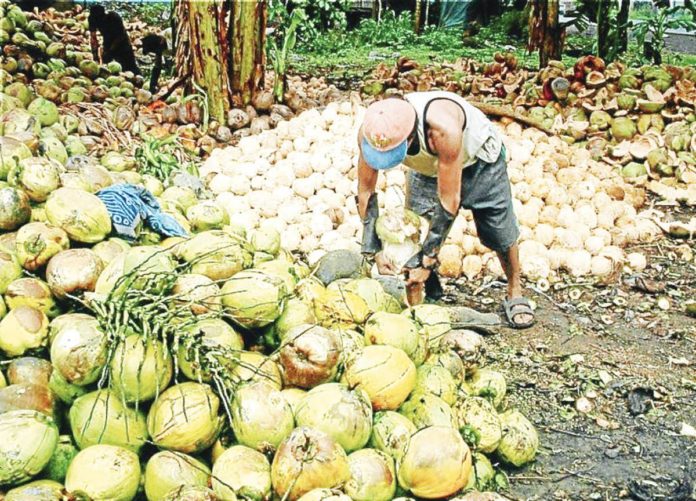 Matured coconuts are collected, dehusked and dried into copra to be sold as raw material for coconut oil. PHOTO BY LA VILLARIBA/PHILIPPINE DAILY INQUIRER