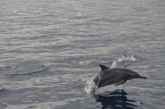 A lone spinner dolphin (Stenella longirostris) plies the waters of Tañon Strait. Whereas in previous years one might spot as many as 100 individuals in a single day, only no more than 90 were spotted over a recent four-day survey. UPD-CS MMRCL